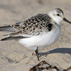 Western Sandpiper